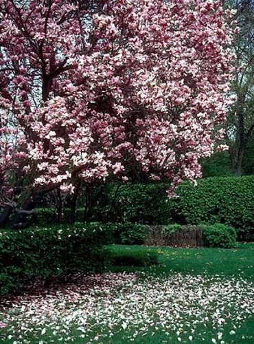 Saucer Magnolia/Soulangeana 2.5" pot shrub/tree