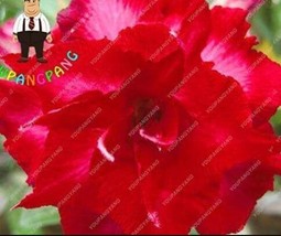 2 pcs Desert Rose Seeds - Bright Dark Red Double Flowers FROM GARDEN - £3.95 GBP