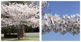 6-12&quot; Tall - Yoshino Flowering Cherry Tree - Live Plant - 3&quot; Pot - Ships Potted - £64.99 GBP