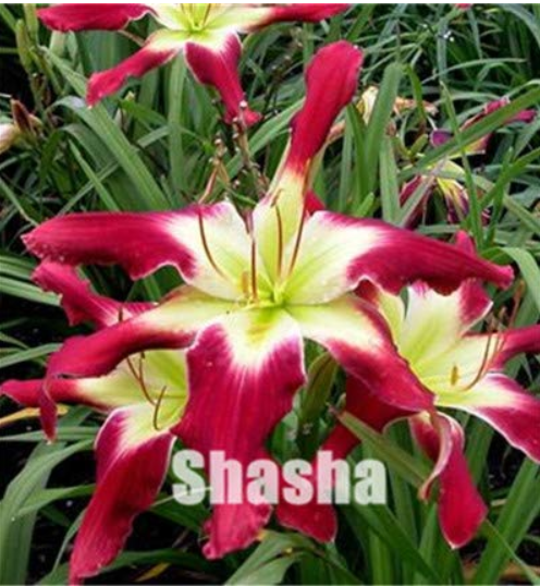 Lily Daylily 50 Daylilies Hemerocallis Fulva Day Lily Fresh USA Shipping - $14.90