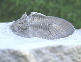  Scabriscutellum Trilobite Fossil Devonian Trilobite From Morocco  - $48.51
