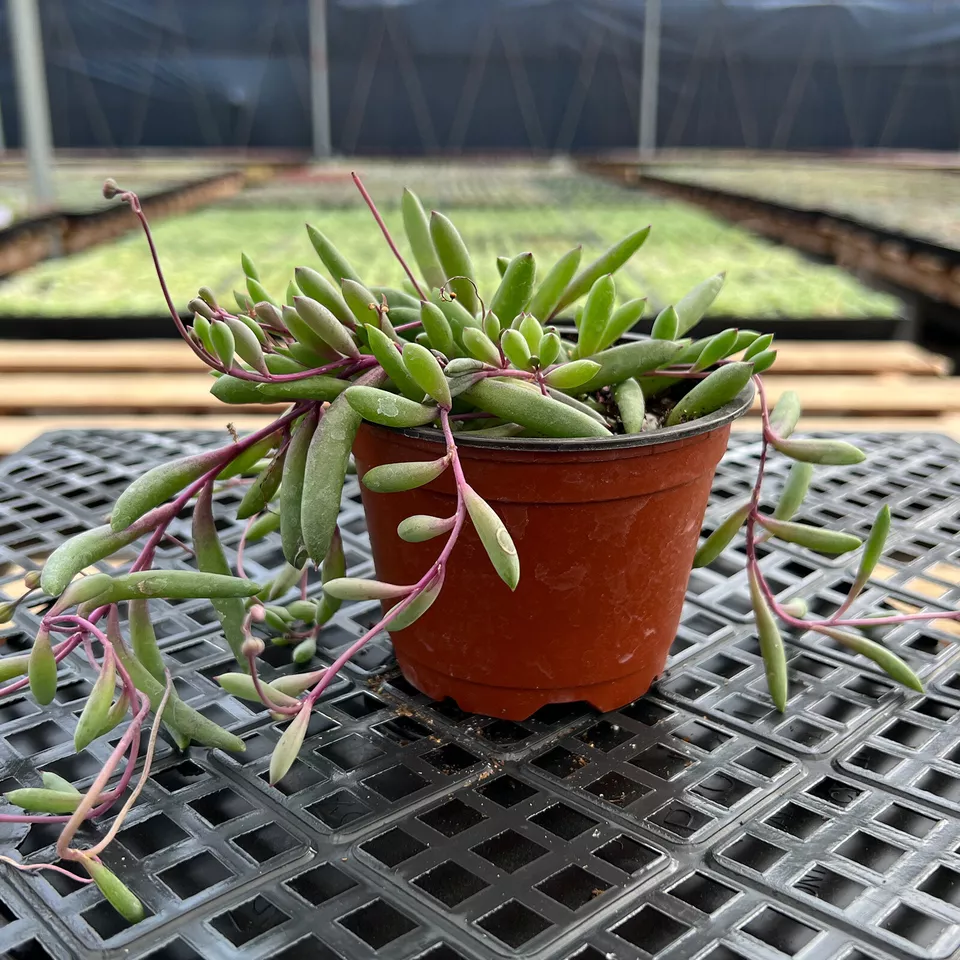 1 Live PlantOthonna Capensis Little Pickles Succulent - $42.00