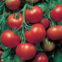 USA Seller 50 Tomato Seeds Super Sioux Slicing Tomatoes Vegetable Fast Shipping - $19.00