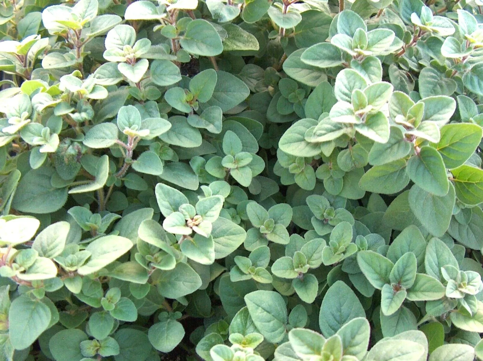 CLK 301 True Greek Oregano Herb Seeds Organic Garden Container Herb Seeds - £6.75 GBP