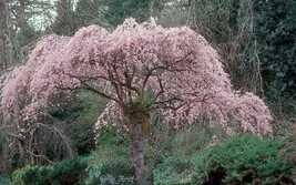 Prunus Subhirtella Pendula Weeping Flowering Cherry Tree Seeds Garden Fresh USA  - £11.08 GBP