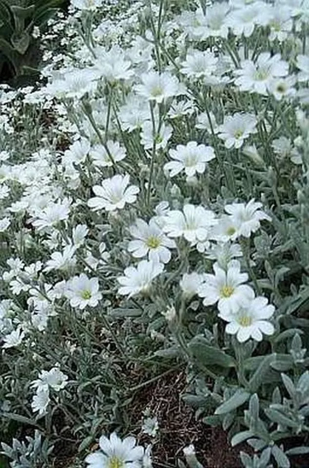 USA Seller 200 Seeds Snow In Summer - £7.52 GBP