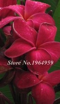 Frangipani Plumeria Seeds Dark Red Flowers - $5.99