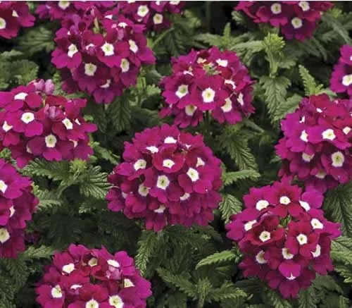 Verbena Seeds Obsession Burgundy With Eye 50 Verbena Seeds - $12.99