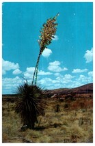 The Yucca New Mexicos State Flower Cactus Postcard - £7.06 GBP