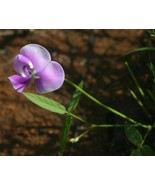 BRN 25 Vigna Vexillata Seeds Zombi Pea Seeds Wild Cowpea Seeds Zombie Pe... - $13.62