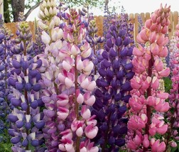 25 pcs Russell Blend Lupine Seed Flower Perennial Flowers Hardy Seed - £9.86 GBP
