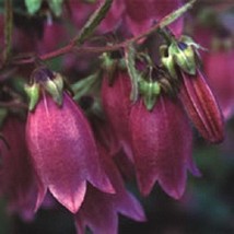 50 Red Ruby Heirloom Campanula Canterbury Bells Perennial Flower Seeds F... - $13.65