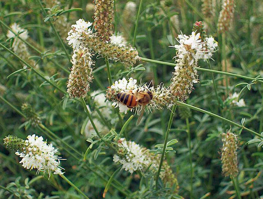 Candida White Prairie Clover 10 Seeds 100 Seeds Per Pack - $13.47