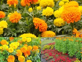 300+AFRICAN MARIGOLD Flower 3&#39; Tall Deer Resistant Container Seeds Polli... - $16.75