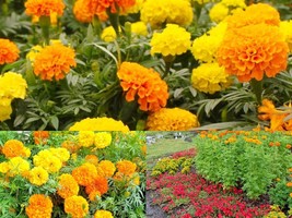 300+AFRICAN MARIGOLD Flower 3&#39; Tall Deer Resistant Container Seeds Pollinators - £13.12 GBP