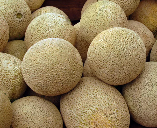 Honey Rock Cantaloupe Melon Fruit NON GMO 50 Seeds - £7.55 GBP