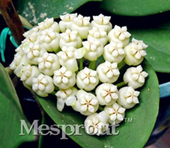 Flower Hoya Kerrii (December Orchid) Family Supplies 100PCS Bag (Color: ... - $8.98
