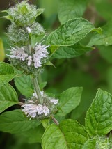 Hairy wood mint Blephilia Hirsuta Native edible medicinal Pollinator Shade Clay - £12.33 GBP