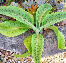 Item image 1 image 1