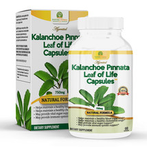 Kalanchoe Pinnata-Leaf of Life (Bryophyllum Pinnatum) Capsules. 750mg - £23.89 GBP