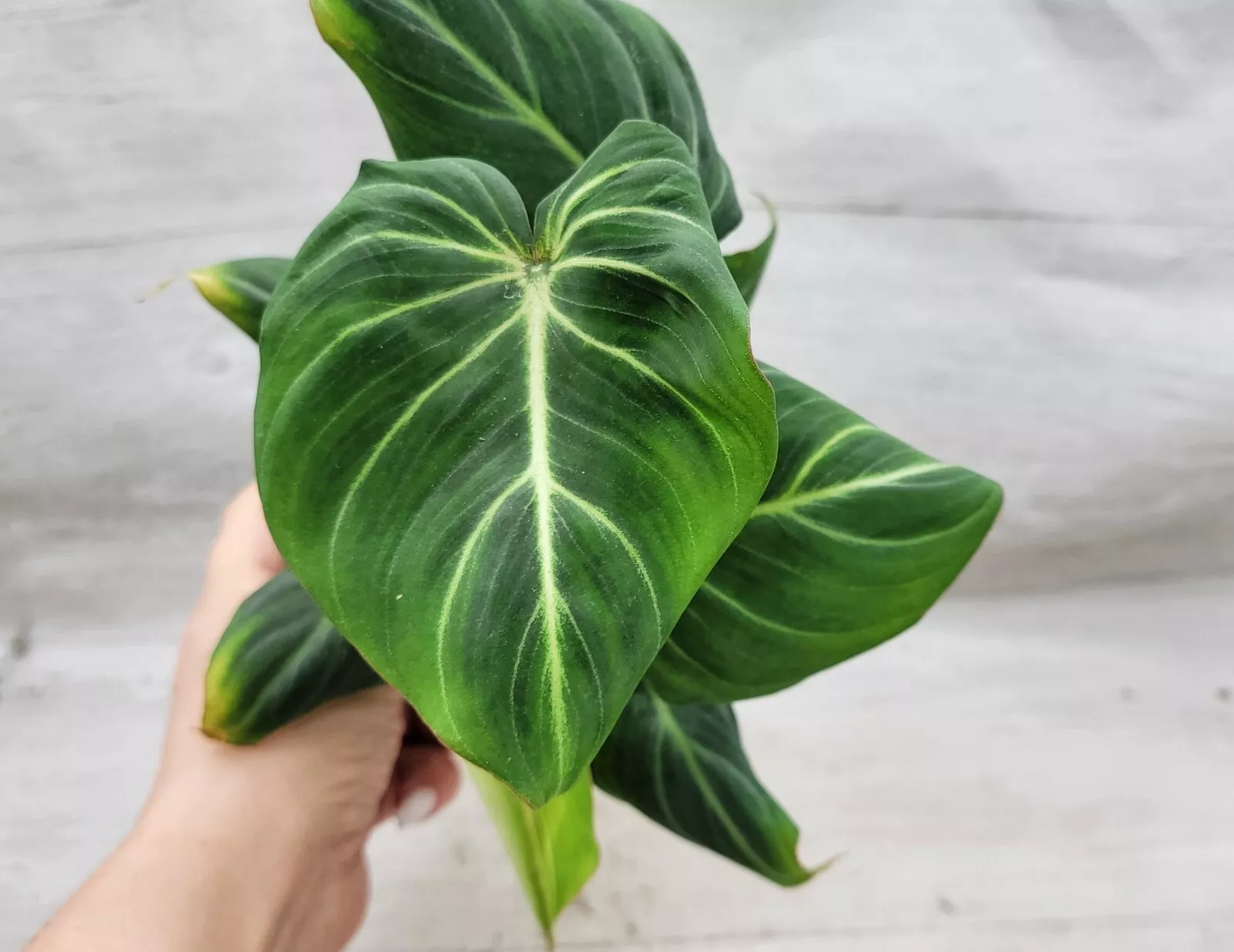 Philodendron zebra gloriosum live plant, Philodendron dark form gloriosu... - $30.99