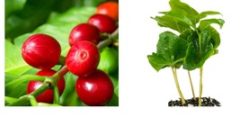 Coffea arabica - Coffee Plant - Live Plant - £33.56 GBP