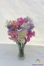 50 Summer Romance Sweet Pea Seeds Free Shipping - $15.48