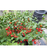 Carolina Reaper Chili Pepper World Record Hot Peppers Vegetables 100 Seeds - £6.30 GBP