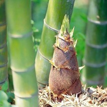 50+Giant Moso Bamboo Seeds Perennial evergreen Grows Edible Bamboo shoot... - $3.79
