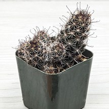 Cactus House Plant - Cochemiea (Mammillaria) Thornberi  Cactus - In 2&quot; Pot - $123.48 MXN