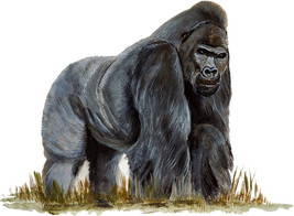 African Gorilla Ape Zoo Animals Vinyl Window Wall Decal Sticker Art Home... - $6.95+