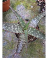 Aloe Immaculata Aloe 5 seeds Fresh Gardening - $24.39 CAD
