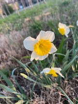 25 ICE FOLLIES DAFFODIL bulbs image 5