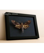 Real Deaths Head Moth Acherontia Lachesis Taxidermy Framed Entomology Sh... - €67,77 EUR
