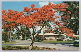 Florida Royal Poinciana Flowering Tree Scenic Vintage Postcard Tropical 1960s - £11.15 GBP