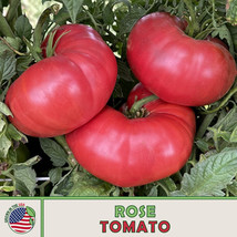 10 Rose Tomato Seeds Amish Fast Ship USA Seller  - £6.94 GBP