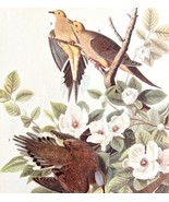 Mourning Dove Bird 1946 Color Art Print John James Audubon Nature DWV2G - £31.46 GBP