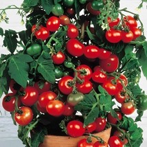 SEPTH Pinocchio Red Micro Dwarf  Sweet Cherry Tomato Vegetable 12 Seeds ... - $4.75