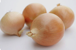 200 Or 500 Utah Yellow Sweet Spanish Onion-Open Pollinated-Non Gmo USA Seller Ga - £4.48 GBP