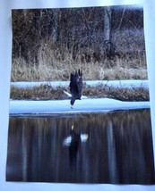 Amazingly Majestic Bald Eagle Flying over the river 11x14 unframed photo - £23.95 GBP