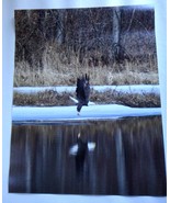 Amazingly Majestic Bald Eagle Flying over the river 11x14 unframed photo - £23.54 GBP