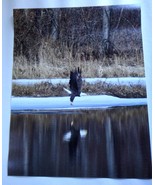 Amazingly Majestic Bald Eagle Flying over the river 11x14 unframed photo - $40.85 CAD
