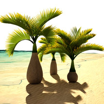 BELLFARM Exotic Bottle Palm Seeds 20PCS Pack Professional Pack Bonsai Tr... - $4.68