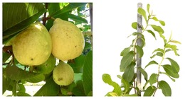 Live Plant - GUAVA PEAR Live Fruit tree 24”-36” - £74.52 GBP