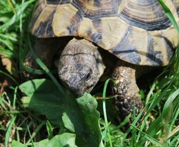 600 Russian Tortoise Forage Mix Lawn Grass Seeds - £14.56 GBP