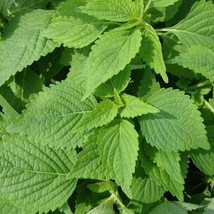 Green Shiso Seeds 50+ Perilla Herb Asian Mint Cuisine Annual  - £3.33 GBP