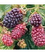 1 Boysenberry Plant Thornless Rubus Ursinus × Rubus Idaeus Starter Plant Fruit B - $24.60