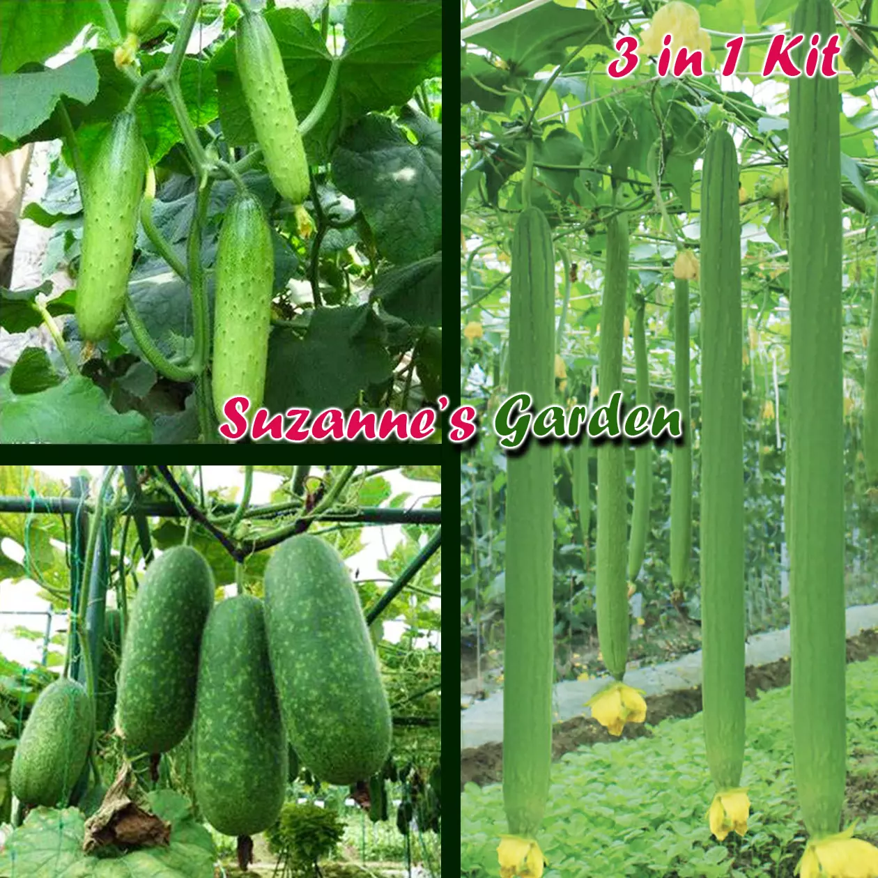 Vegetable Seeds Bundle 3 Variety wintermelon,longluffa,cucumber ????/???... - $17.22