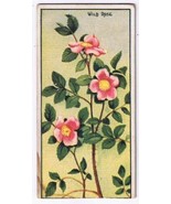 Cowan Co Toronto Card Wild Rose Wild Flowers Of Canada - $6.92