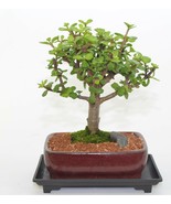 Mini jade ( money plant ) perfect for indoor, 8 years old, broom style. - €60,43 EUR